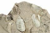 Fossil Oreodont (Merycoidodon) Upper Skull - Unprepared #249260-2